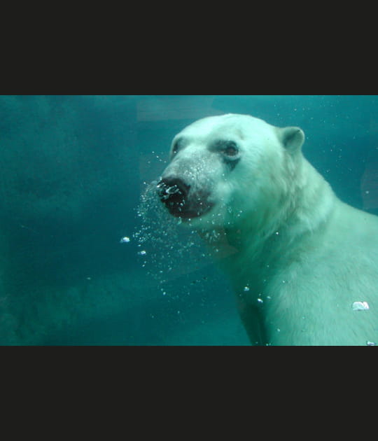 Ours blanc sous l'eau