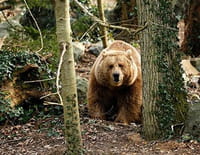 Une saison au zoo