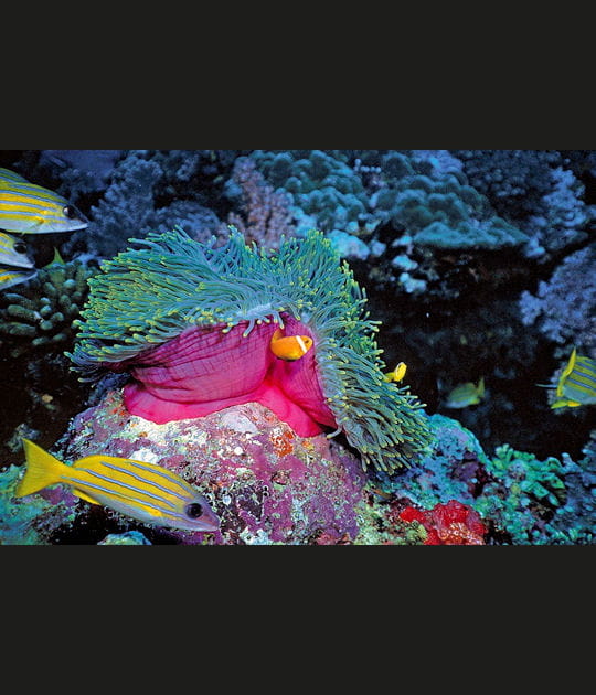 L'an&eacute;mone protectrice