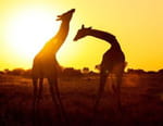 L'Afrique à l'état sauvage