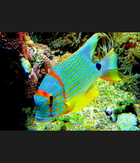 Une reproduction tout en couleurs