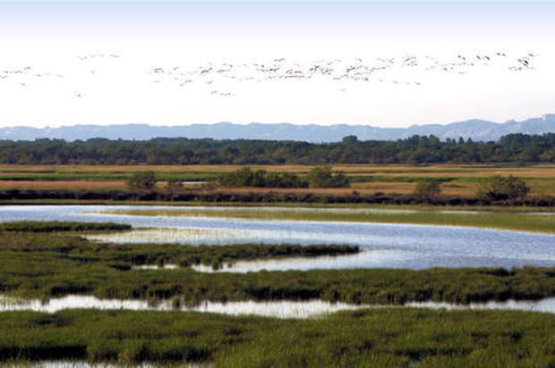 Ecotourisme en Camargue : les Marais du Vigueirat