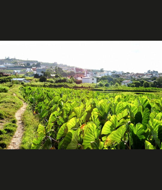 Chemin &agrave; travers rizi&egrave;res et plantations