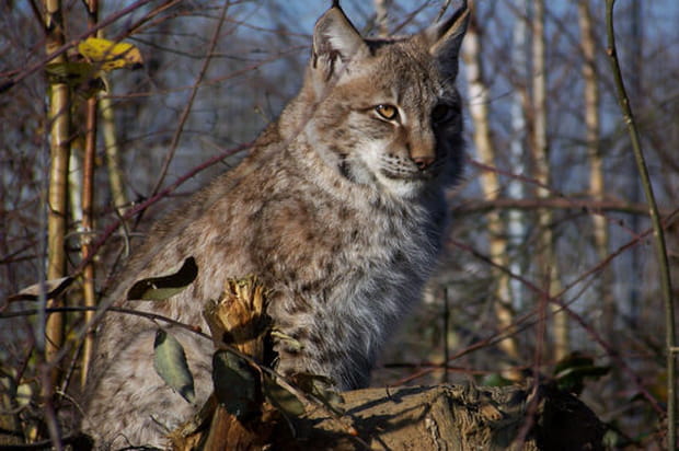 Le lynx de Sibérie