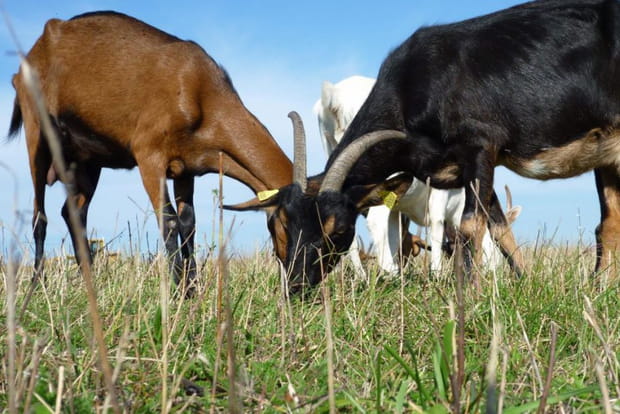 Traite des biquettes en Haute-Marne