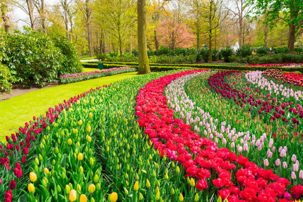 Amsterdam et les jardins de Keukenhof