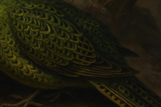 Un oiseau que l'on croyait disparu depuis un si&egrave;cle r&eacute;apparait, un &quot;tigre de Tasmanie&quot; pour les ornithologues