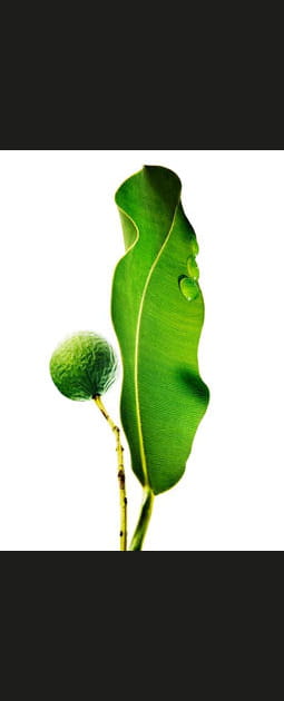 Tamanu
