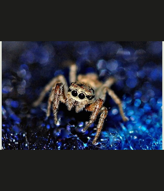 Araign&eacute;e sur mon tapis