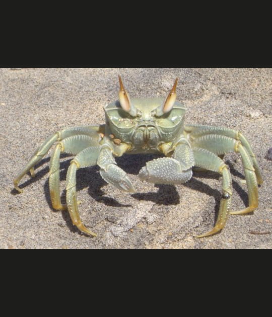 Attention, crabe m&eacute;chant&nbsp;!