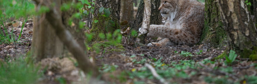 Un f&eacute;lin extr&ecirc;mement rare film&eacute; pour la premi&egrave;re fois, il a une particularit&eacute; unique