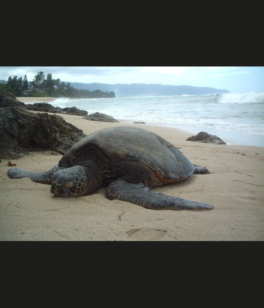 Tortue Hawa&iuml;enne