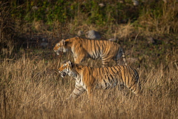 Le Parc national Jim Corbett, en Inde