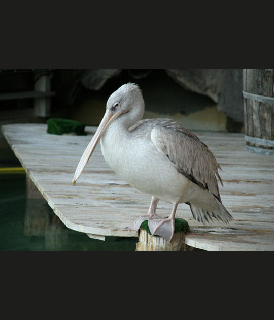 Le coin des pelicans