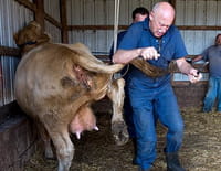 L'incroyable Dr Pol : Les vaches de l'apocalypse