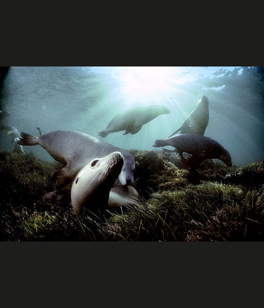 Lions de mer, Galapagos