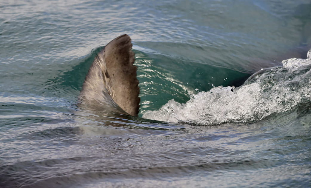 Une pompe &quot;aileron de requin&quot;