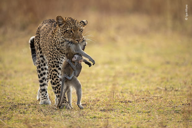 "Tenir le coup" par Igor Altuna, Wildlife Photographer of the Year