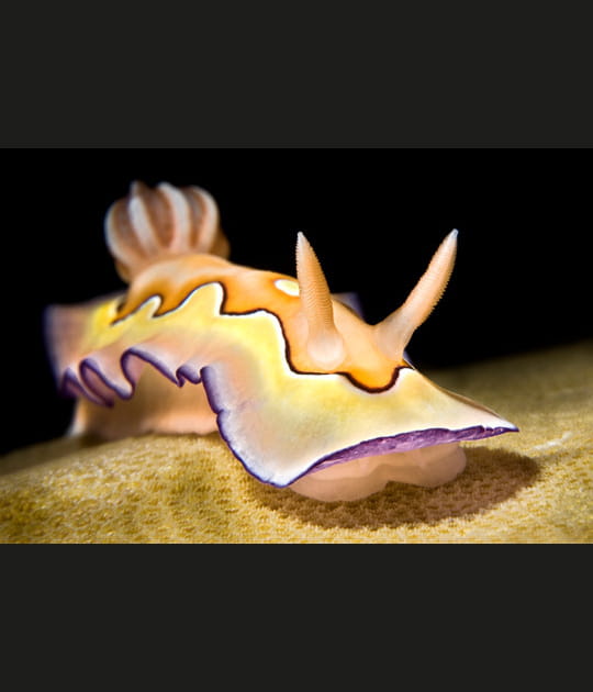 Un nudibranche multicolore