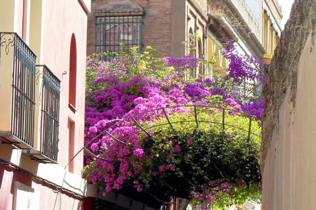Ruelles au printemps