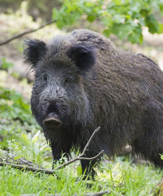 La tuberculose des ruminants