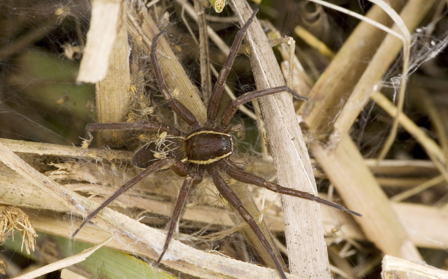 Une araignée géante que l'on croyait disparue réapparaît près des maisons