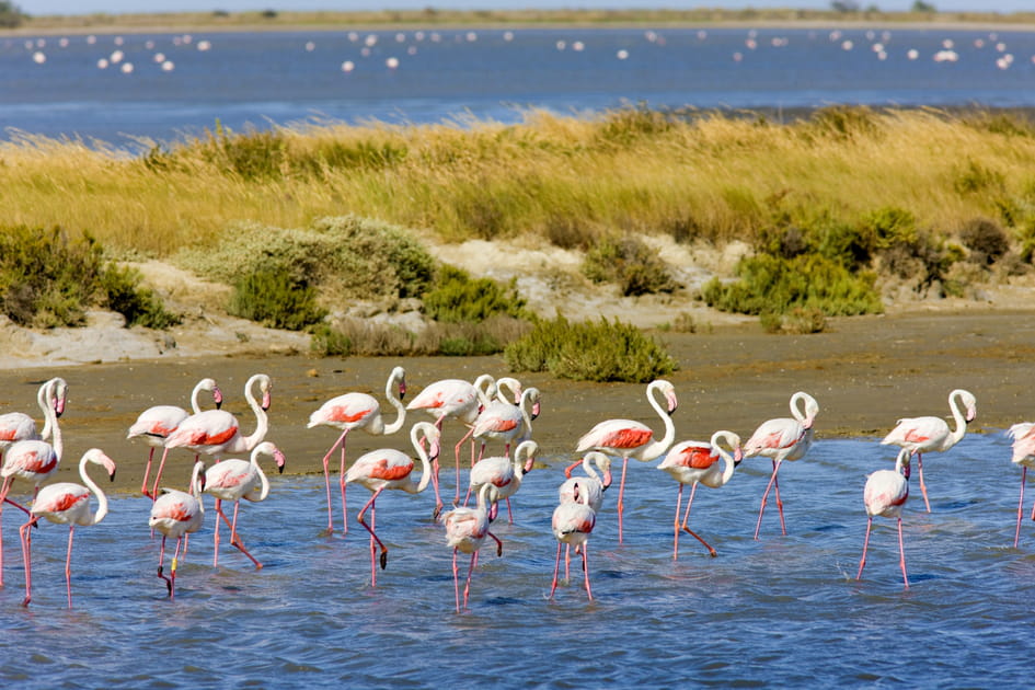 Le Parc naturel r&eacute;gional de Camargue