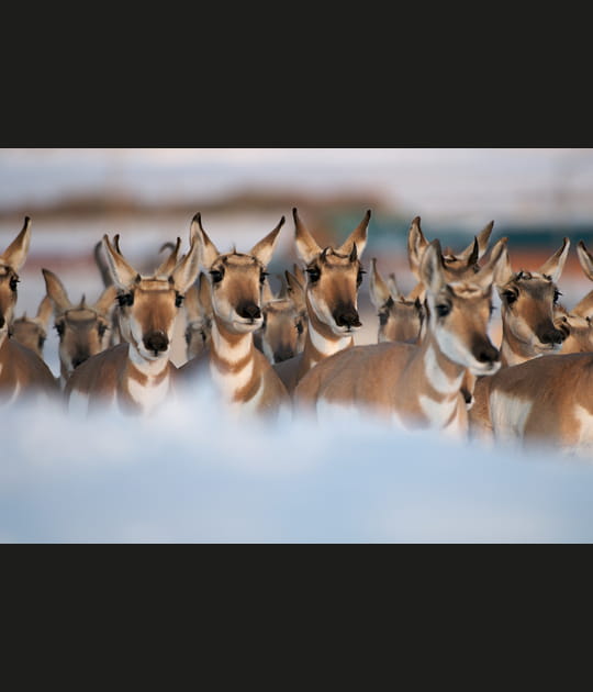 Une esp&egrave;ce ultra rapide