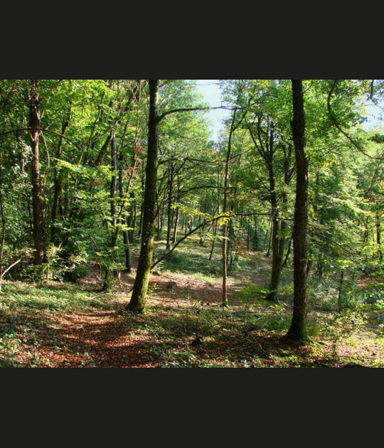 La for&ecirc;t de Chamberceau