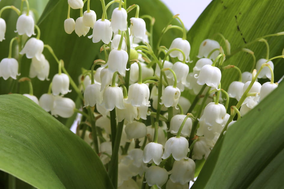 Les plus belles photos de muguet &agrave; envoyer &agrave; vos proches pour le 1er mai
