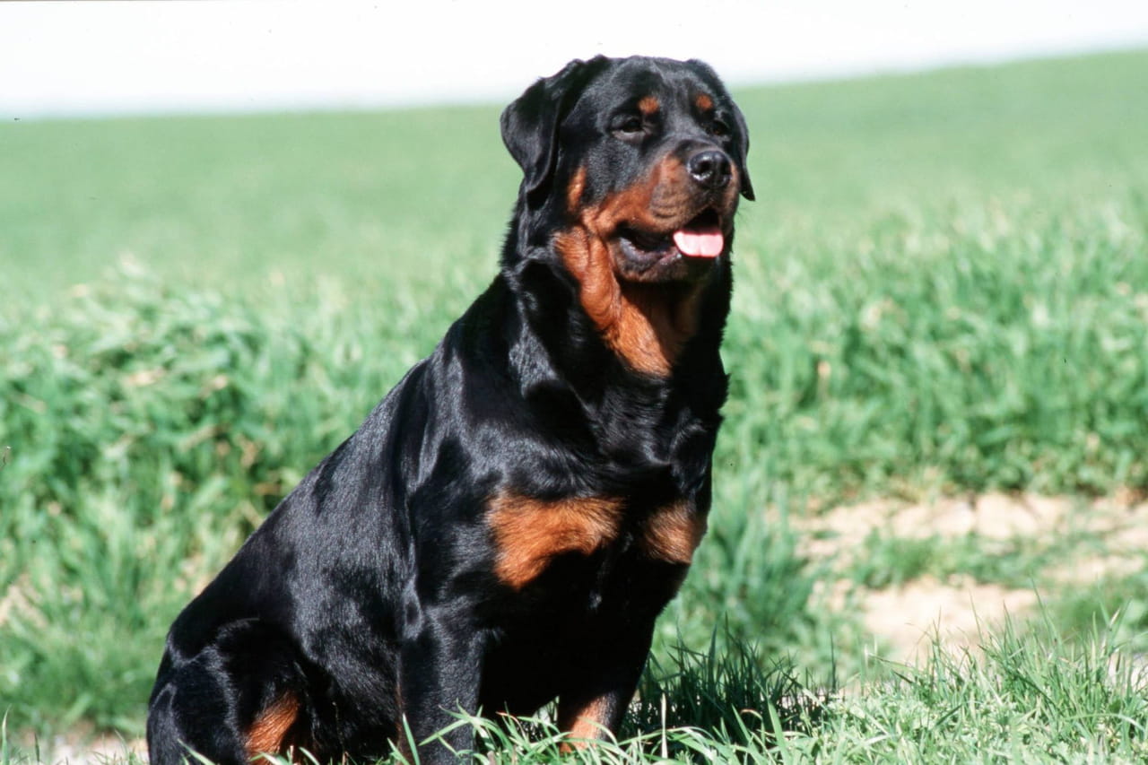 Laissé seul par son père avec un rottweiler, un enfant de 9 ans a été mordu à mort