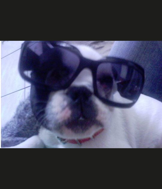 Balthazar, superstar