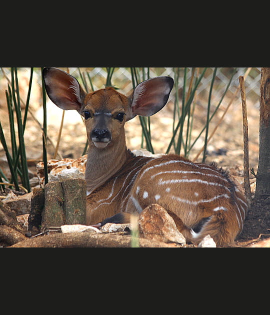 Le nyala ouvre grand ses oreilles