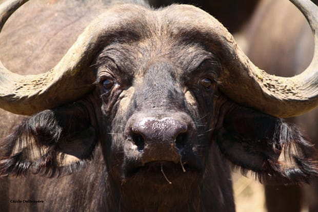 Les buffles : le 5e "big five"