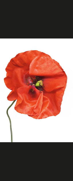 Coquelicot
