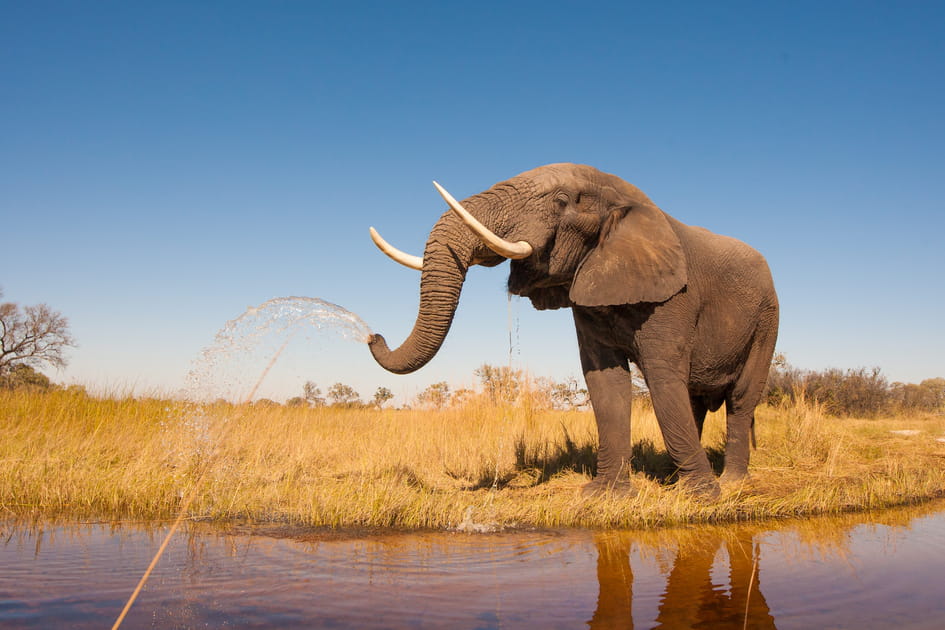 Le Botswana, l'Afrique tranquille