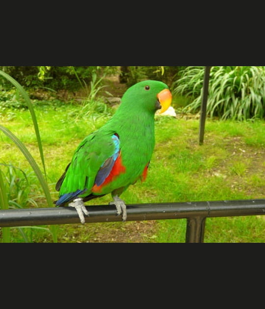 Un perroquet tout vert