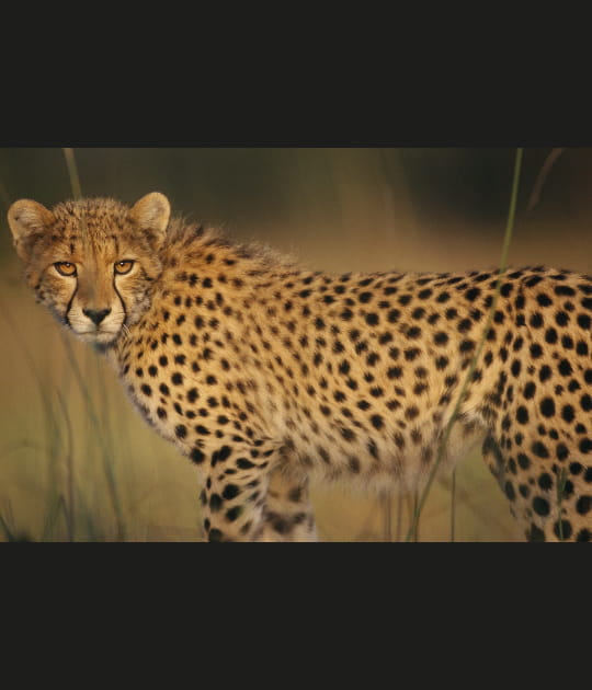Le gu&eacute;pard, le plus rapide