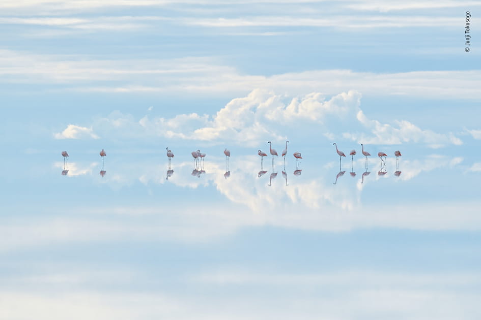 &quot;Flamants roses c&eacute;lestes&quot; par Junji Takasago, Wildlife Photographer of the Year 2022