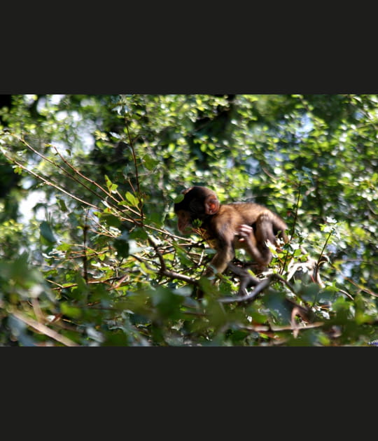 Petit magot entre les branches