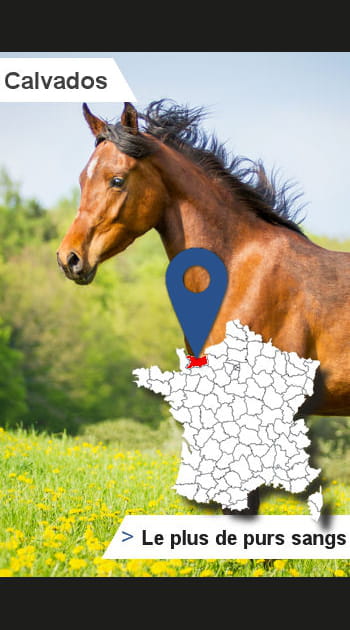 14 &ndash; Calvados&nbsp;: le&nbsp;plus grand nombre de&nbsp;naissances de&nbsp;purs&nbsp;sangs