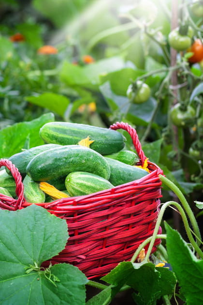 Faire un potager