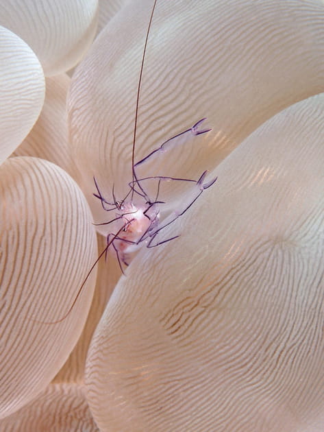 La crevette symbiotique, une bien &eacute;trange cr&eacute;ature