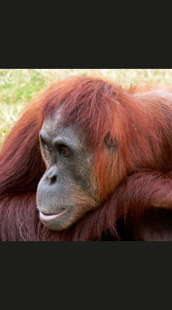Le rire de l'orang-outang