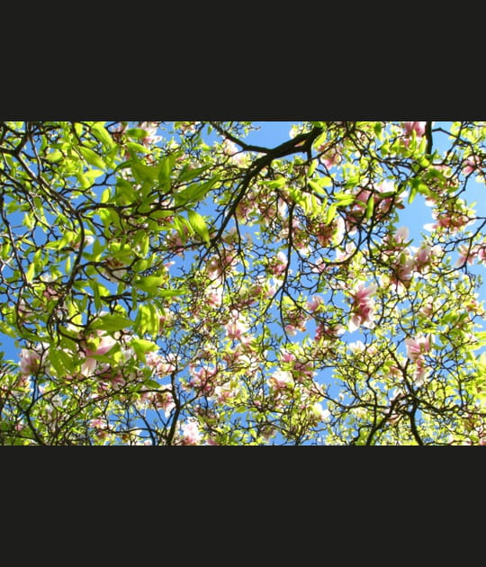 Canop&eacute;e de magnolias