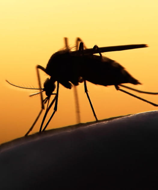 Le &quot;virus du nil occidental&quot;, via les  moustiques