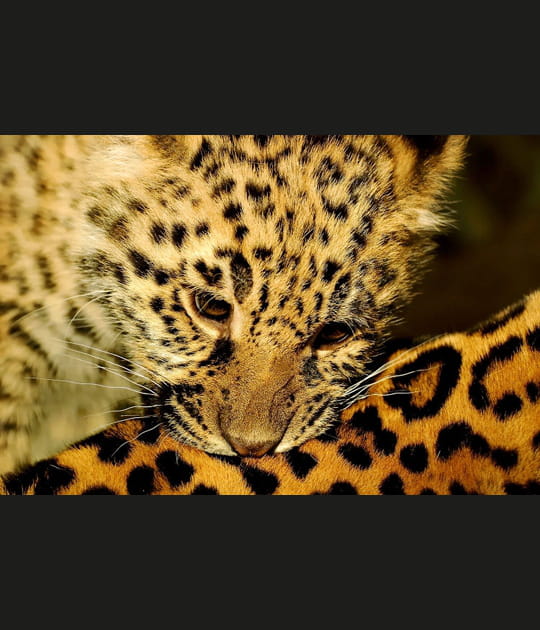 B&eacute;b&eacute; jaguar