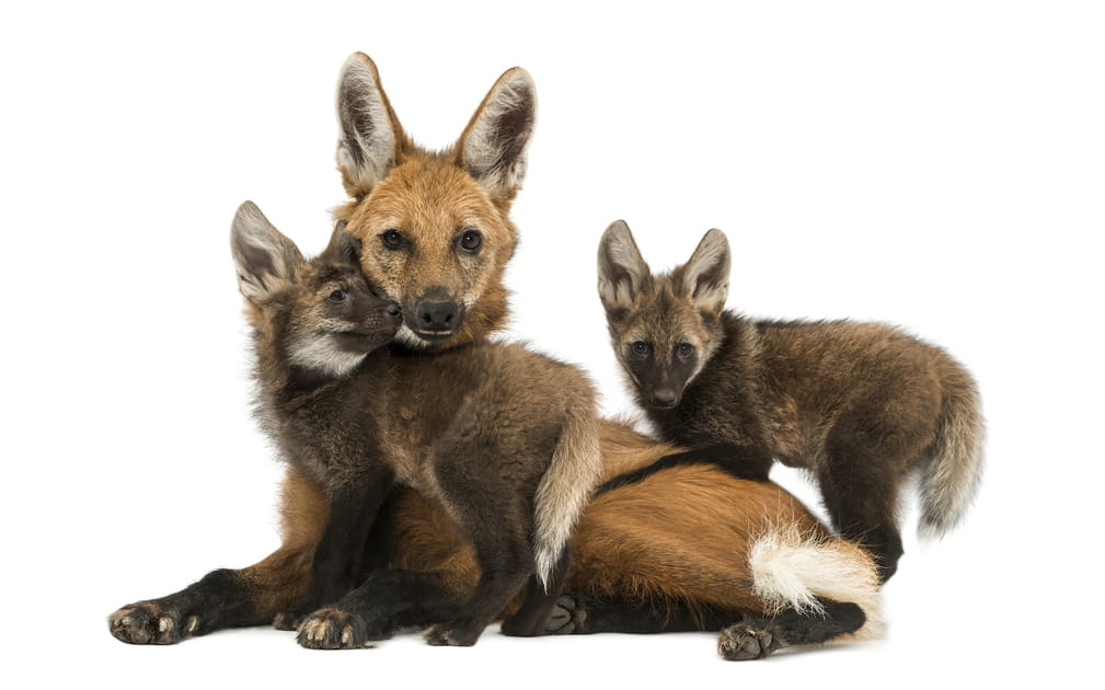 Le loup &agrave; crini&egrave;re