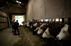 Dermatose des bovins: la ministre de l'Agriculture chez les &eacute;leveurs touch&eacute;s