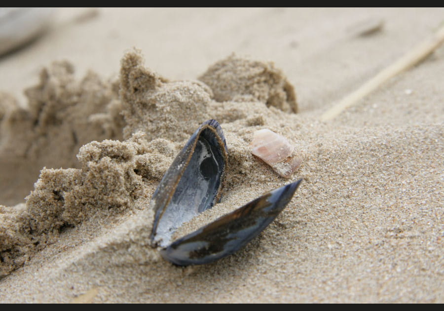 Les plaisirs de la mer